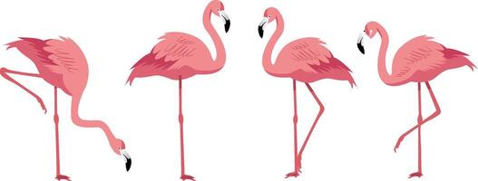 Set of four flamingo in different pose illustration vector