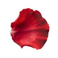 A Single Red Rose Petal Isolated on transparent background png