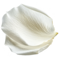 White Rose Petal Isolated on a Transparent Background png