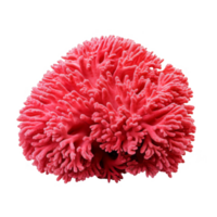 Pink Coral Branch with Delicate Branching and Texture png