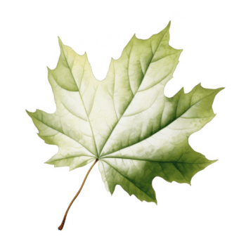 soltero arce hoja con las venas y vástago en transparente antecedentes png