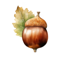 Watercolor Illustration of a Single Acorn with an Oak Leaf png