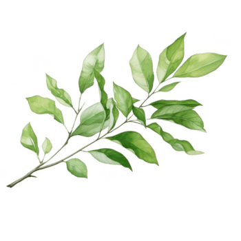 acuarela ilustración de un soltero rama con verde hojas png