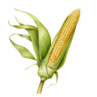 A Single Ear of Corn with Husk Partially Peeled Back png