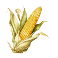 A Single Ear of Corn with Husks Partially Removed png