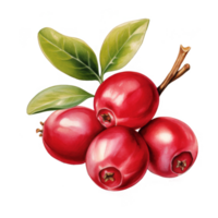 Four Red Cranberries with Green Leaves and Stem png
