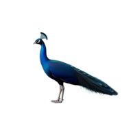 Side view of a blue peacock standing with closed feathers, isolated on a transparent background png