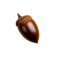 Shiny brown acorn with smooth surface and textured cap, isolated on a transparent background png