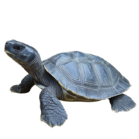 Side view of a bluegray tortoise walking, isolated on a transparent background png