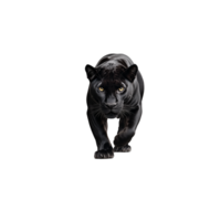Black panther crouching low with intense eyes on a transparent background png