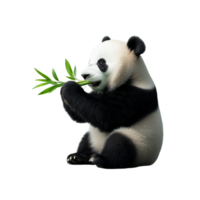Cute panda holding a bamboo shoot while sitting, isolated on transparent background png