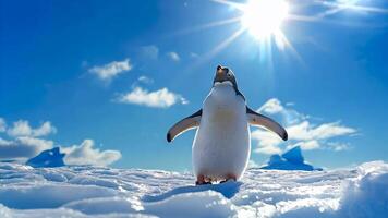 A penguin standing on top of a snow covered field video
