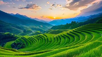 A view of a green rice field with mountains in the background video