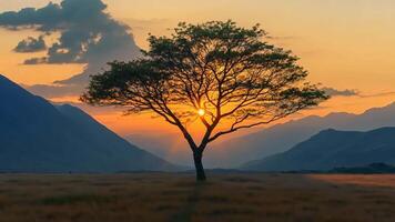 A lone tree in the middle of a grassy field with mountains in the background video