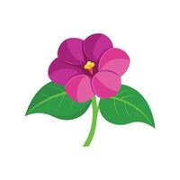 Gloxinia flower isolated flat illustration on white background vector