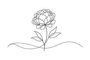 Peony flower isolated continuous line art flat illustration on white background. vector