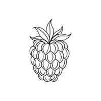 Raspberry Fruit isolated continuous line art flat illustration on white background vector