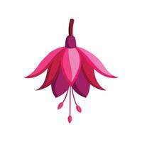 Fuchsia flower isolated flat illustration on white background. vector