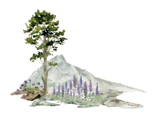 Scenery landscape of forest meadow with bushes flowers, pine fir spruce tree on alpine rocks, mountain peak, watercolor hand drawn. Illustration for tourism, resort ads, hiking camping sites vacation.