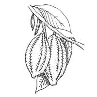 Hand drawn cocoa beans for your design, logotype, postcard, label. vector