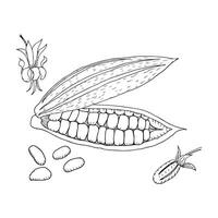 Cocoa beans illustration. Sketched hand drawn cocoa beans painted by black inks on isolated background in linear style. vector