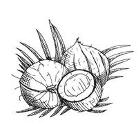 Hand drawn coconuts in engraving style. Painted by black inks on isolated background in linear style. Design element for logo, label, sign, emblem, summer poster. vector