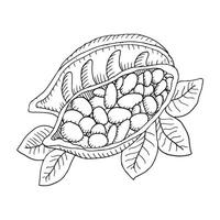Cocoa beans illustration. Sketched hand drawn cocoa beans painted by black inks on isolated background in linear style. vector