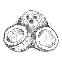 Hand drawn coconuts in engraving style. Painted by black inks on isolated background in linear style. Design element for logo, label, sign, emblem, summer poster. vector