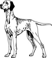 Shorthaired Pointer hand drawn vector