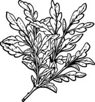 A black and white drawing of a leaf vector