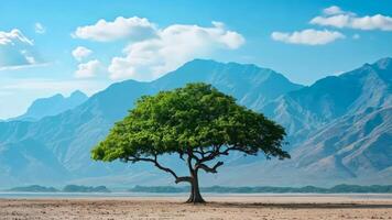 A lone tree in the middle of a desert with mountains in the background video