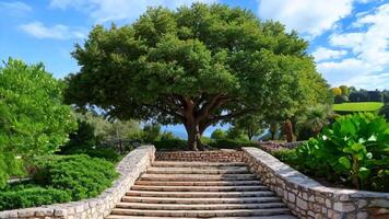 A stone walkway leads up to a large tree in the middle of a garden video