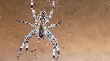 large spider hangs on a web and chews on prey caught in the net, a predator's lunch video