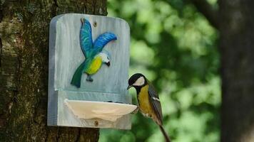 titmouse flew to a beautiful bird feeder and pecks at seeds slow motion video