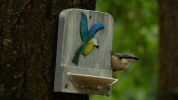 a common nuthatch bird at a feeder runs along a tree from top to bottom video