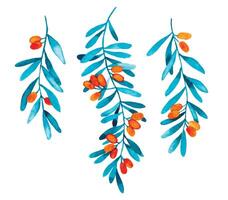 watercolor drawing, set of sea buckthorn. illustration in simple style, wild berry leaves and berries vector