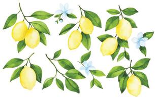 watercolor drawing, set of branches with lemon fruit. illustration in simple style vector