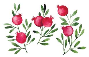 watercolor drawing, set of pomegranate branches. simple style illustration of pomegranate fruits, leaves and branches. vector