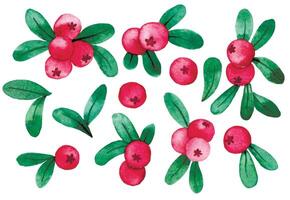 watercolor drawing, set of cranberries. illustration in simple style, wild berry leaves and berries vector