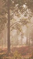 Rays of bursting sunlight in a misty forest video