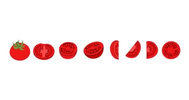 Graphic representation of red tomato, demonstrating full, cut, and thin slices different angles vector