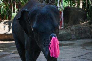 Elephant show at Safari World. photo