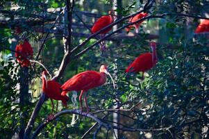 Scarlet Ibis Perched on Branch in Nature, Safari World photo