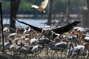 Storks Wading in Lake Water. Safari World photo