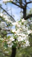 vertical blooming branch of apple tree. White flowers on tree in spring video