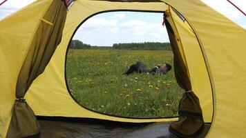 happy joyful man on a hike in a wild field jumps for joy and somersaults video