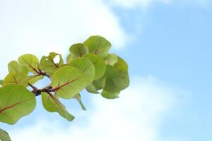 Green leaves with detail of veins of Sea grape or Seaside grape on branch and blue sky background. photo