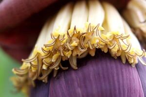Look up view close up of banana flowers blooming on bunch in Thailand. photo