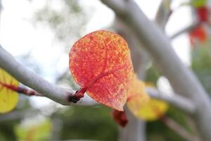 Old yellow leaf with red veins of Seaside grape or Sea grape on branch. photo