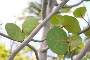 Seaside grape or Sea grapes leaves with detail of vein on branch. photo
